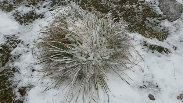 Malga Pian Formosa, Chies D'alpago