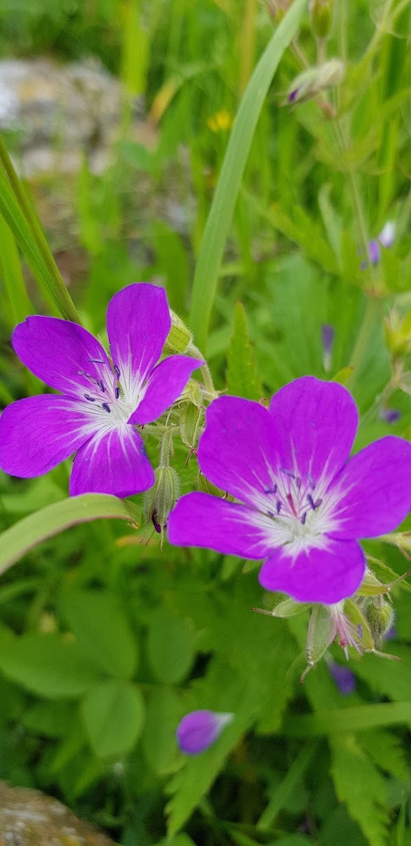 Le Capanne, Quincinetto