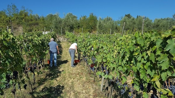 Vini Del Castello Montefioralle, Greve in Chianti