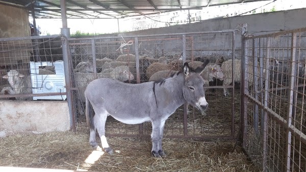 Il Barone, Cantalice