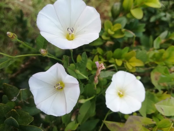 Foto di Ristorante Villa Toneatti - 6/7