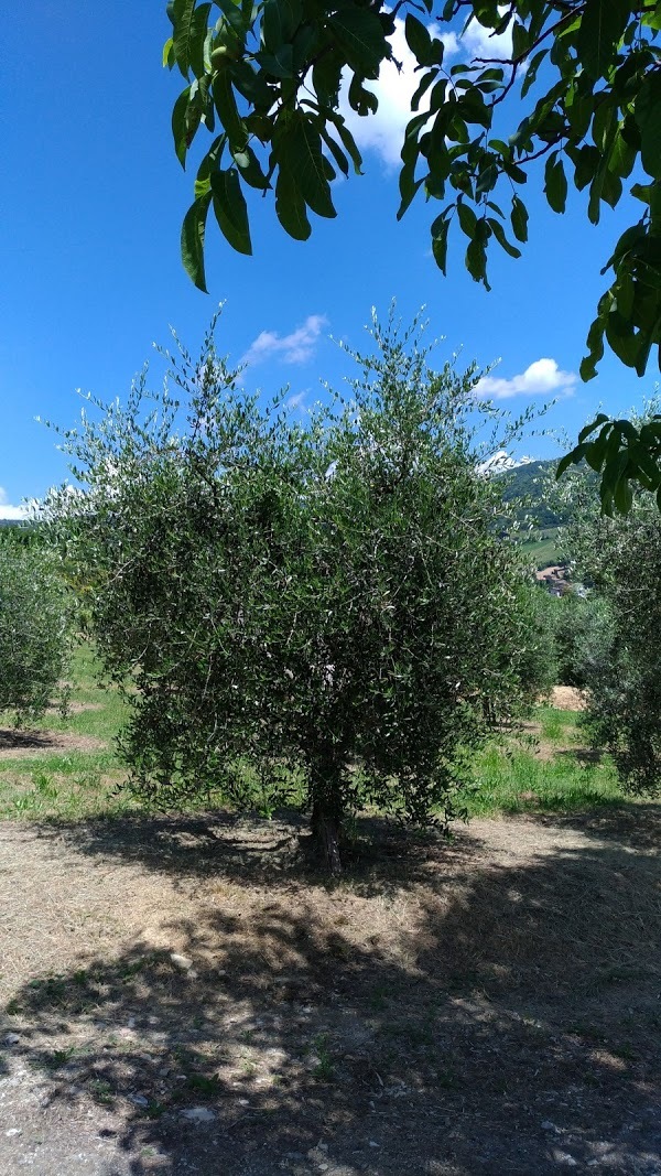 Parco Roccolo, San Giustino