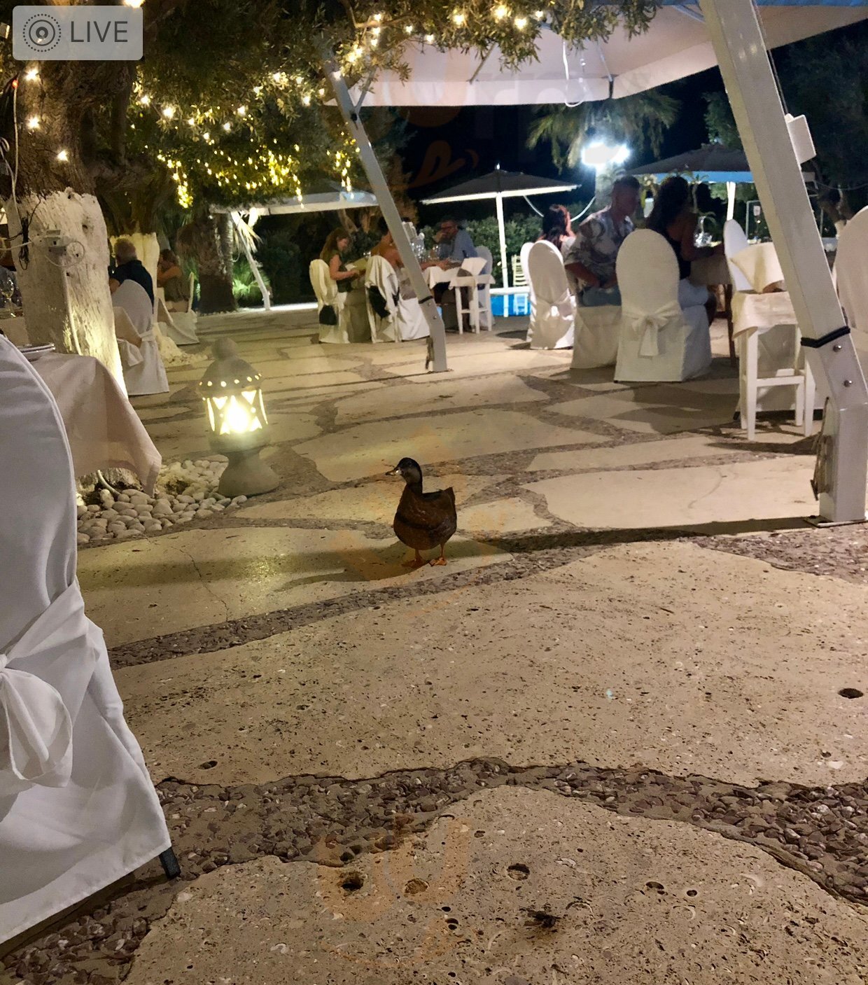 Foto di Blanco Restaurant - 6/10