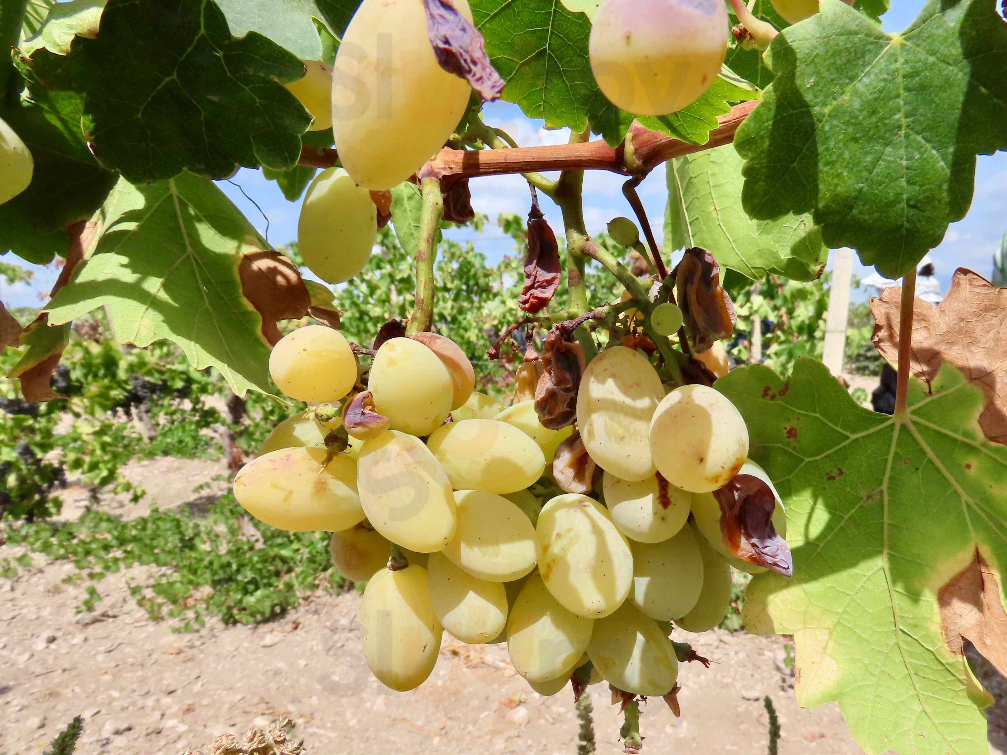 Tenute Senia, Vini Dal 1850, Chiaramonte Gulfi