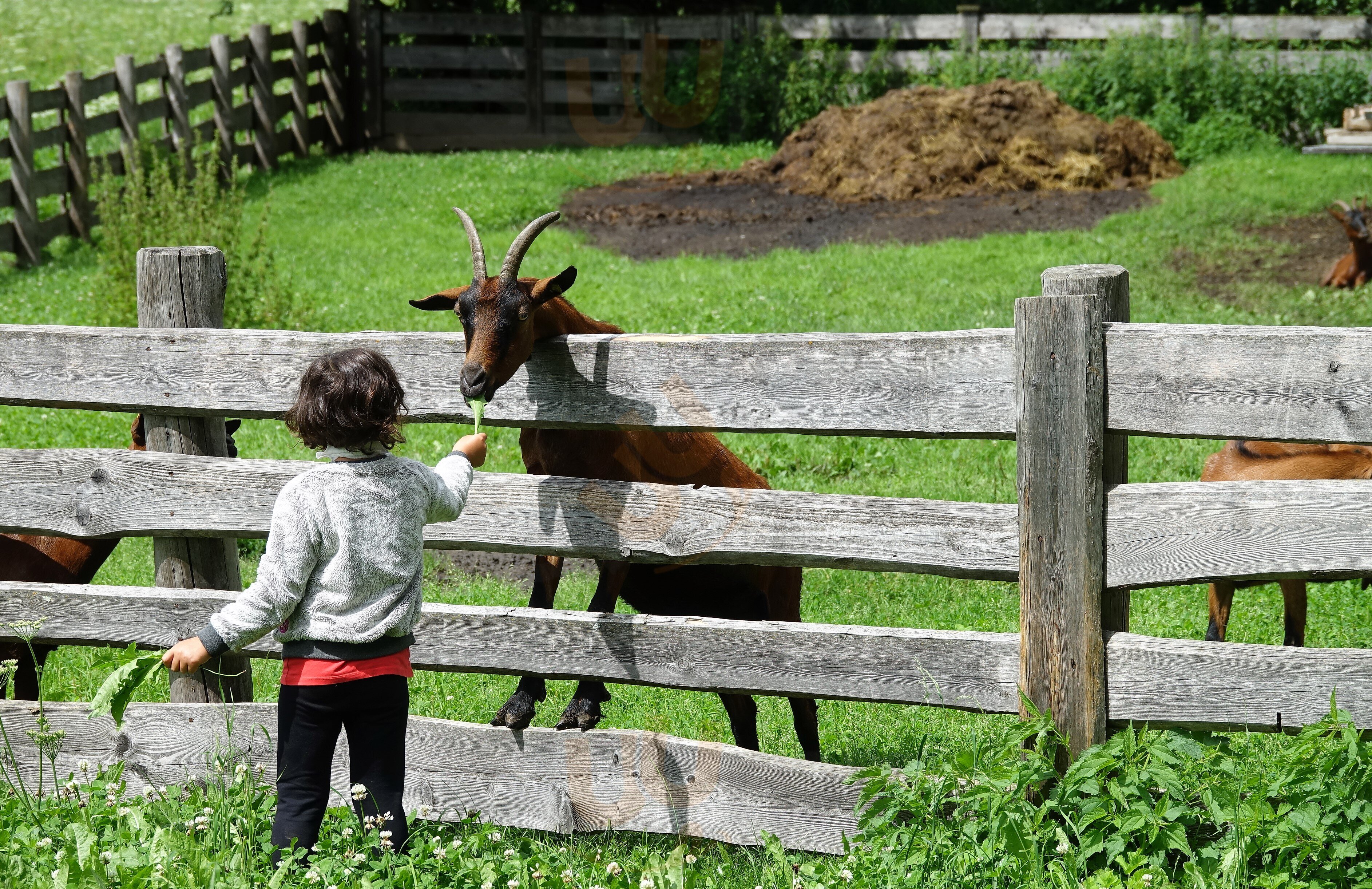 Foto di Goasroscht - 8/10