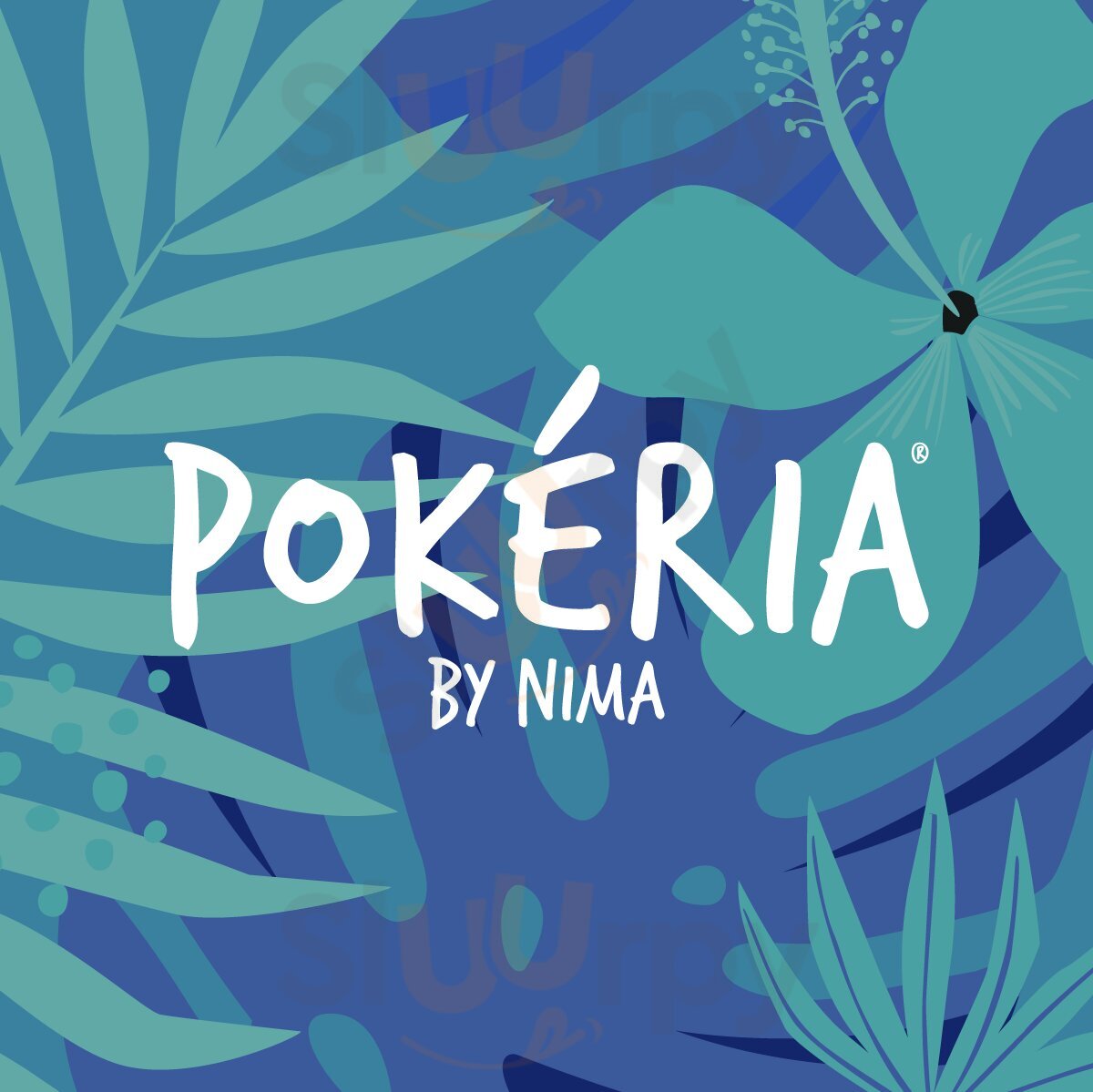 Pokéria By Nima (novara), Novara