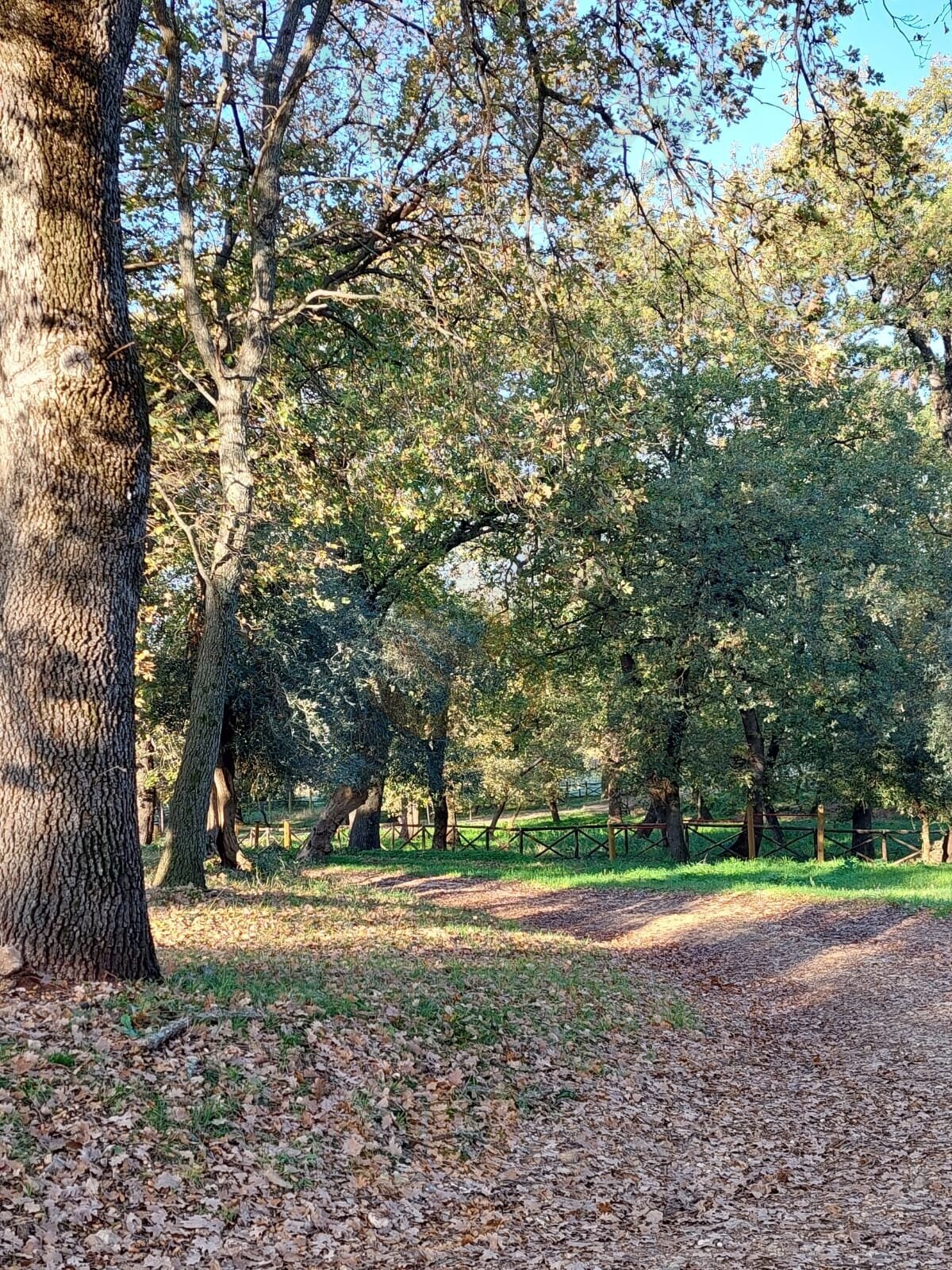 Masseria Procacci, Ischitella