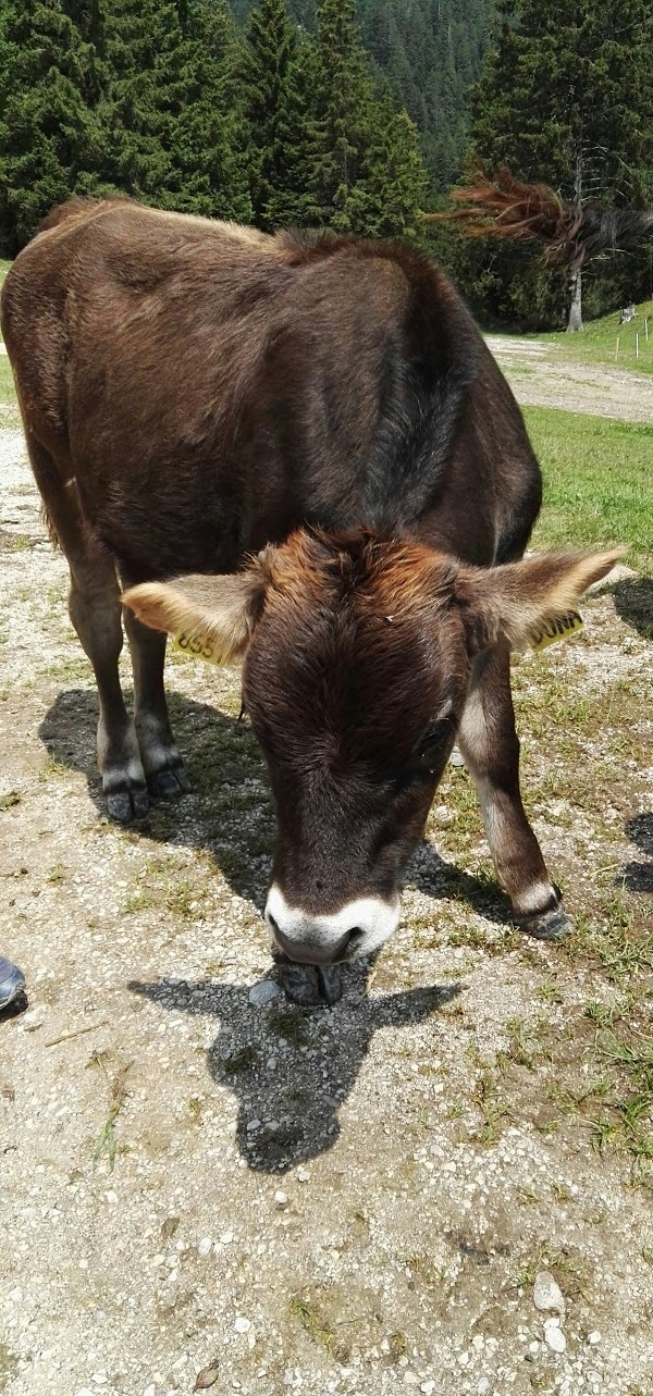 Malga Tovre, Molveno