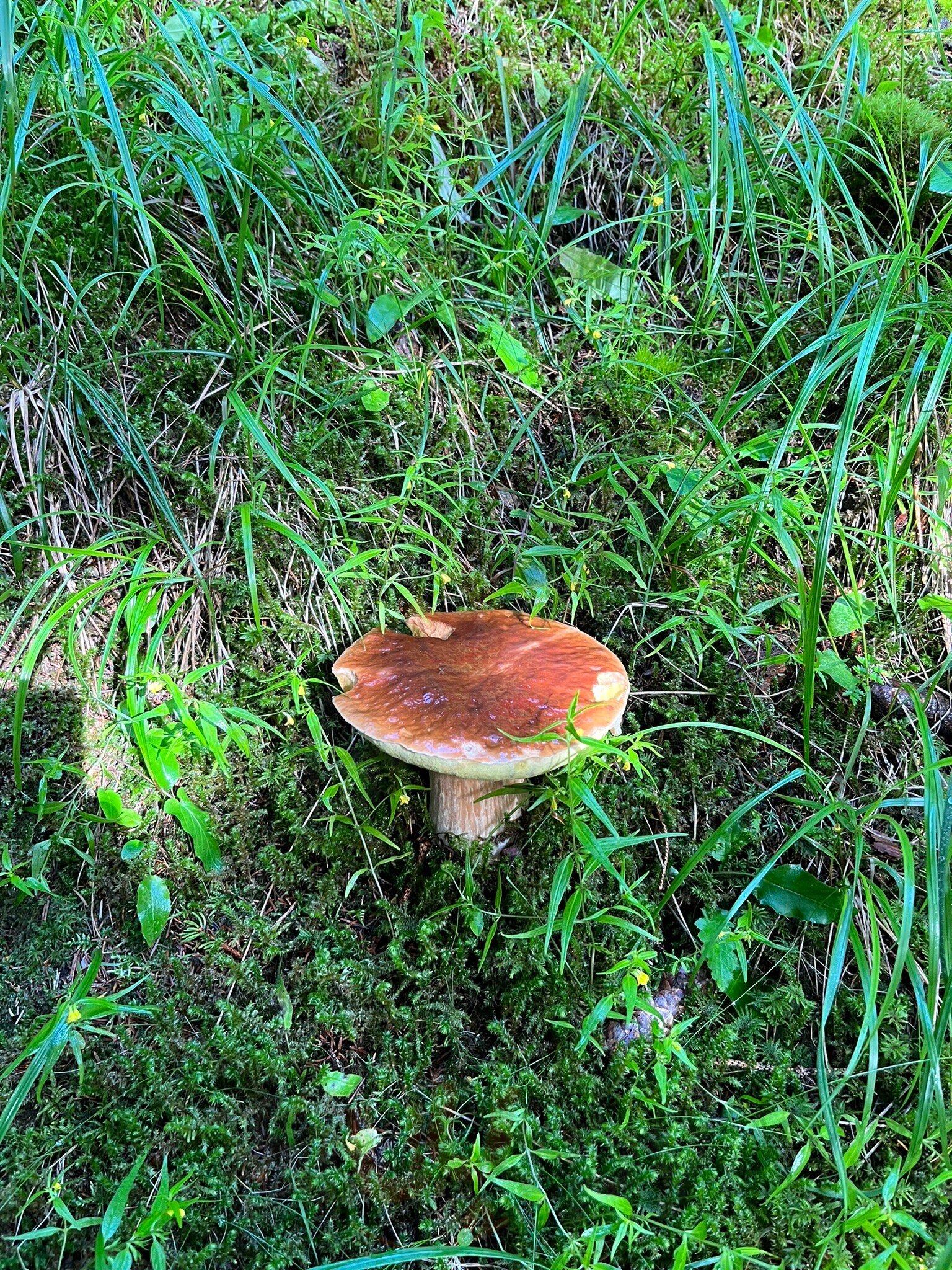 Foto di Pejo Stube - 9/10