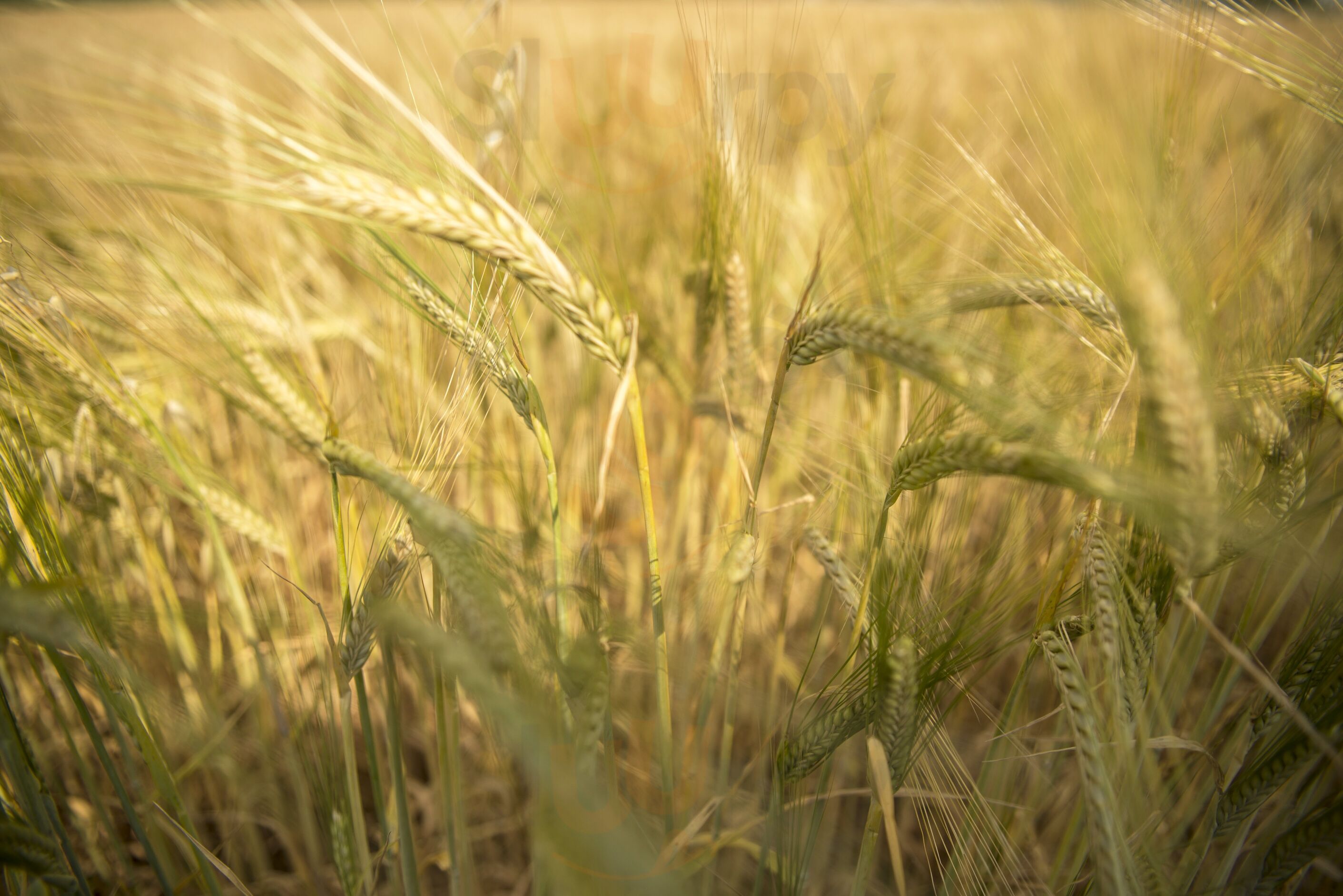 Foto di Oi, Agriturismo E Spaccio Agricolo - 10/10