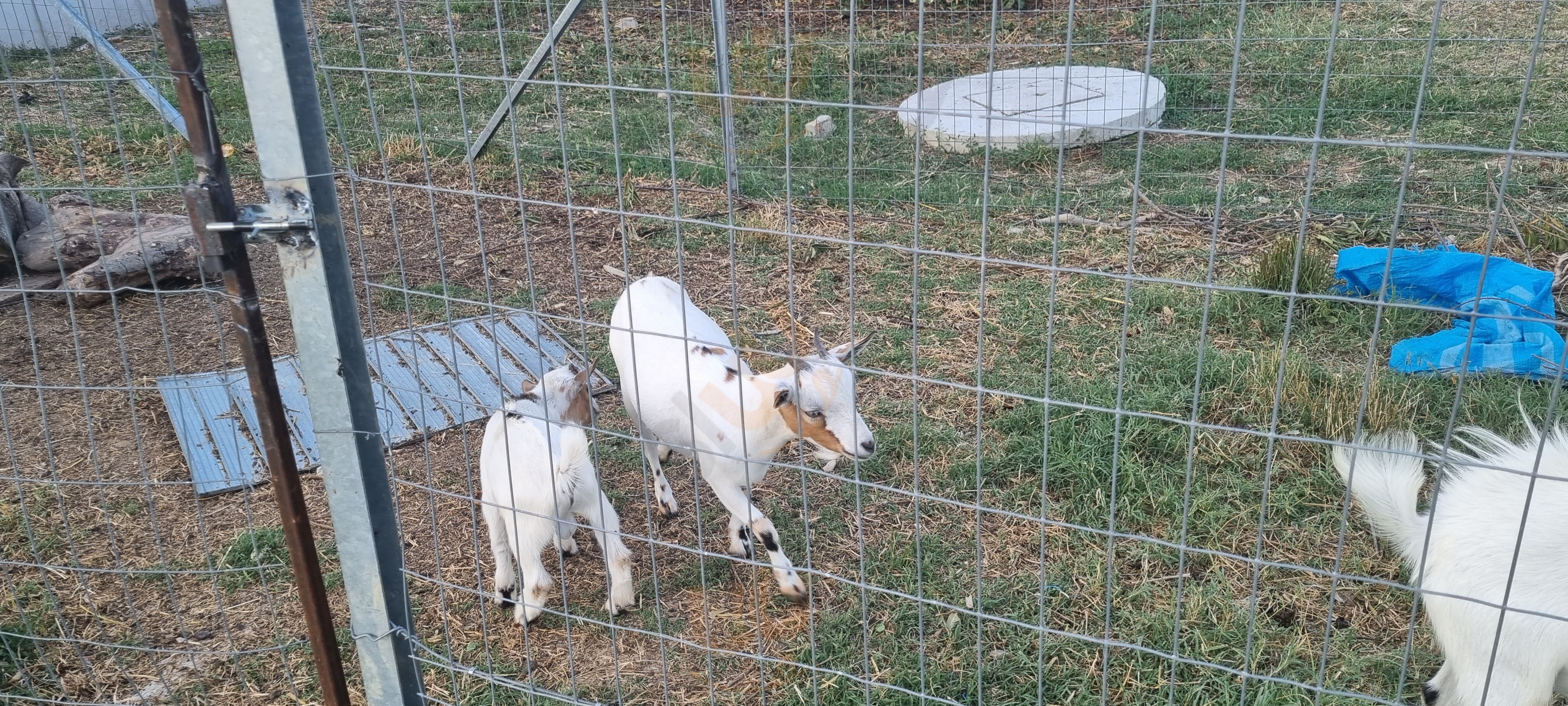 Hosteria Da Papà, Corropoli