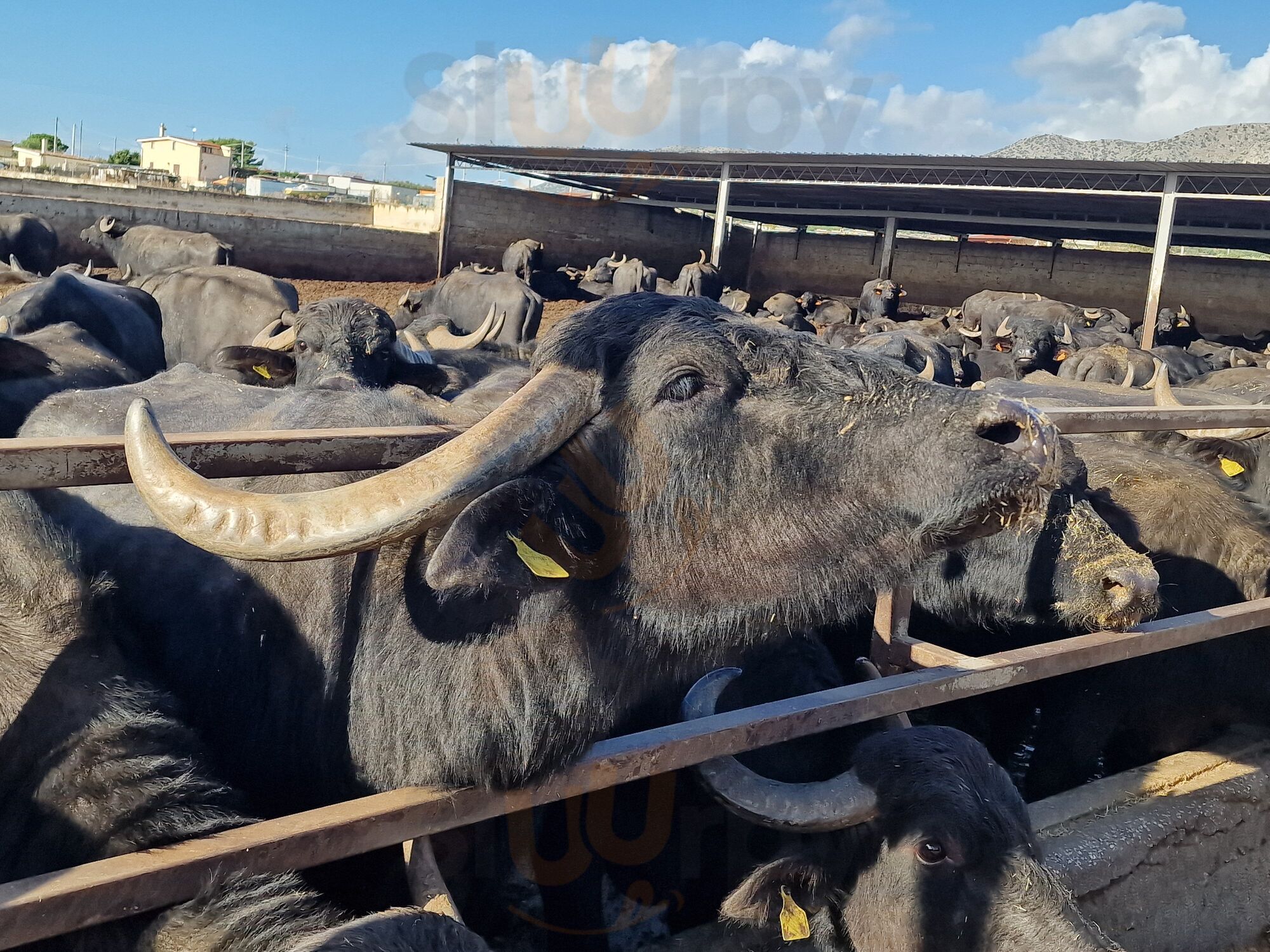 Foto di Caseificio Ciuffreda - Società Agricola - 7/10