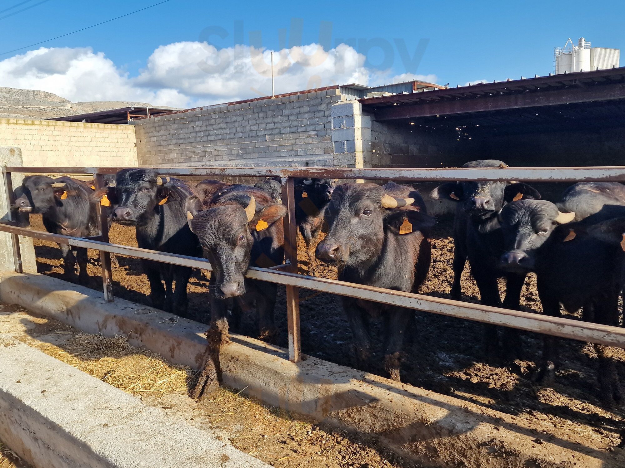 Caseificio Ciuffreda - Società Agricola