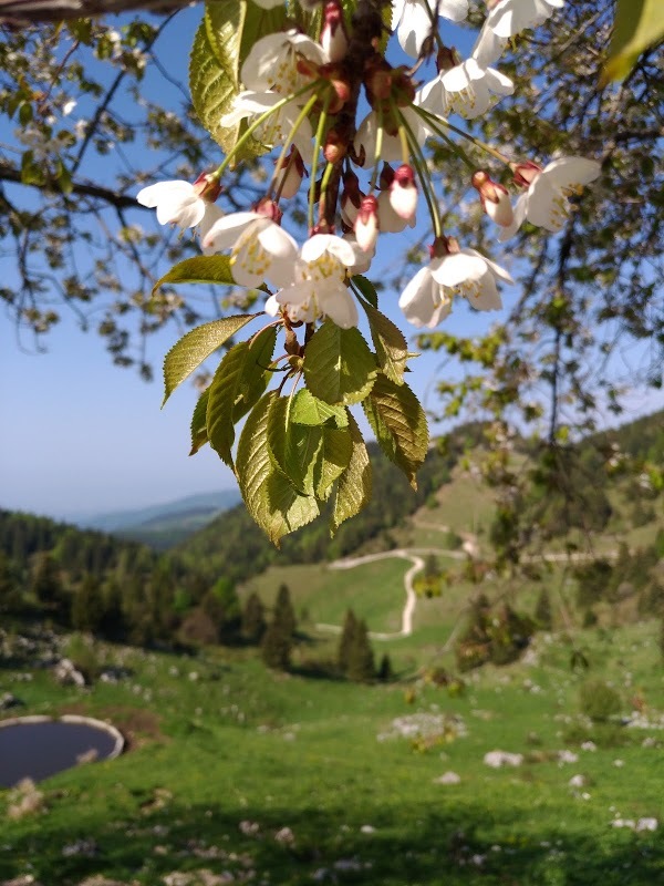 Malga Cason Vecio, Borso del Grappa