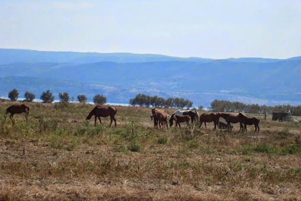 Isola Varano, Ischitella