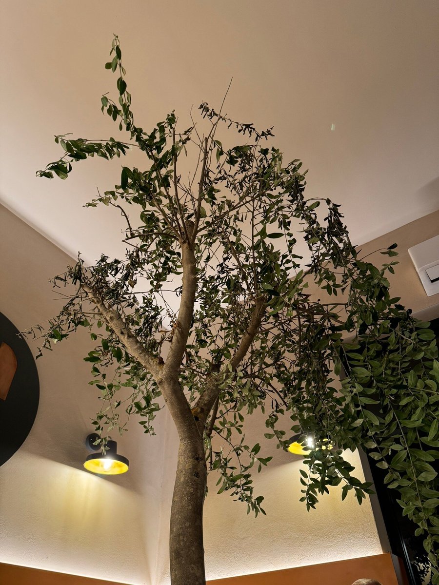 Foto di Anima Di Grano - Emozioni Su Pizza - 10/10