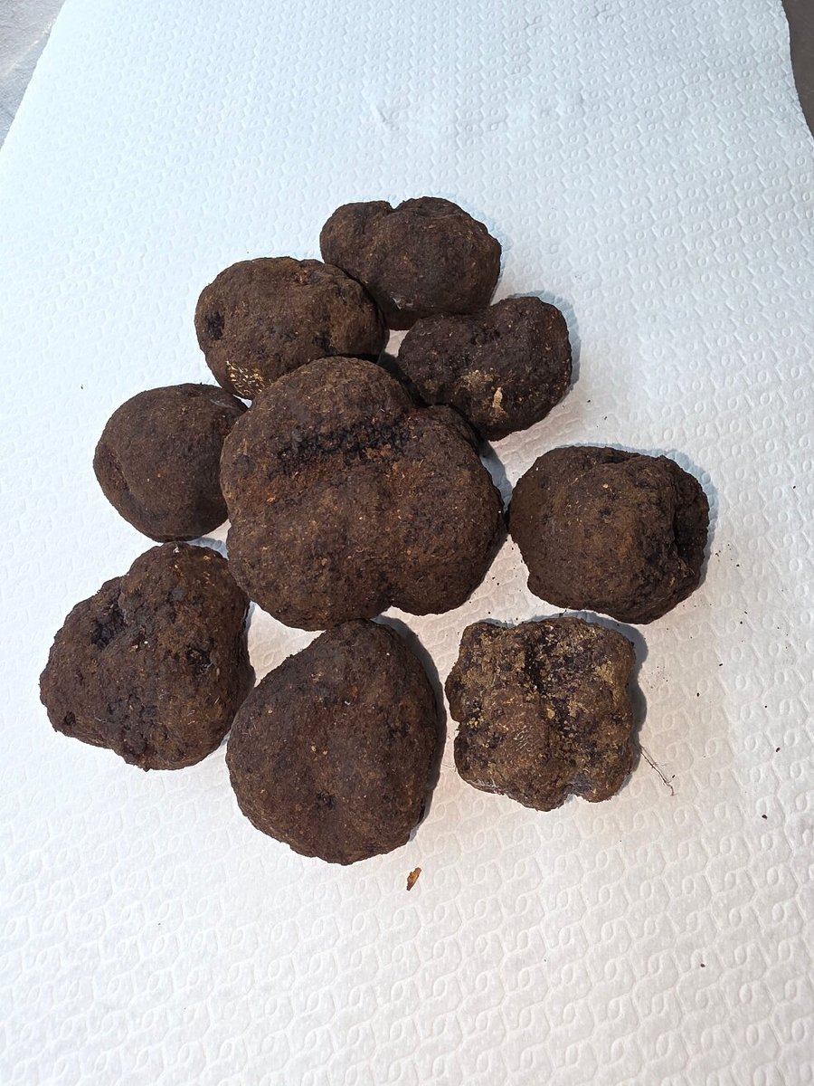 Foto di Anchovies - 7/10