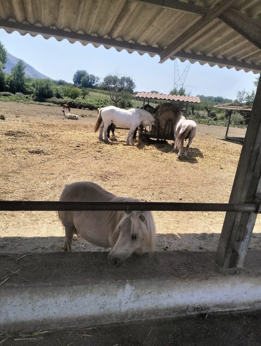 Foto 2 di Masseria Cardilli - Presenzano