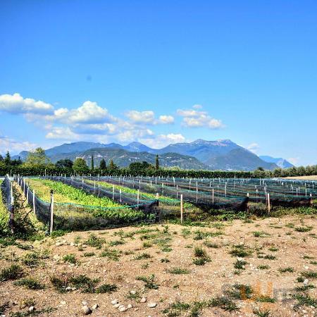 Azienda Agricola Maigone Di Bardelloni Pier Mario, Salò