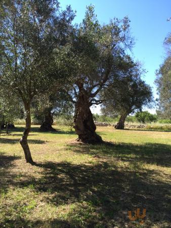 Masseria Cinque Santi, Vernole