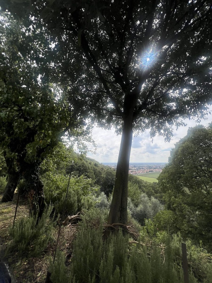 Foto 5 di Cappuccini - Cologne