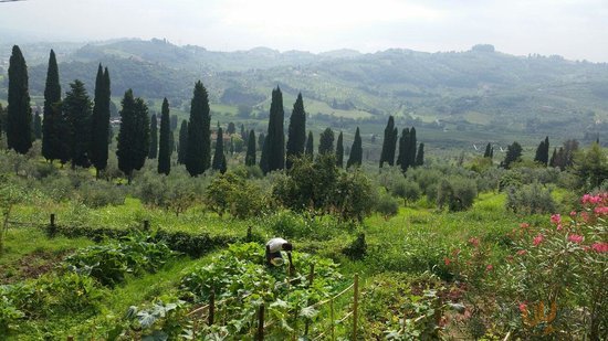 Tenuta Di Capezzana, Carmignano