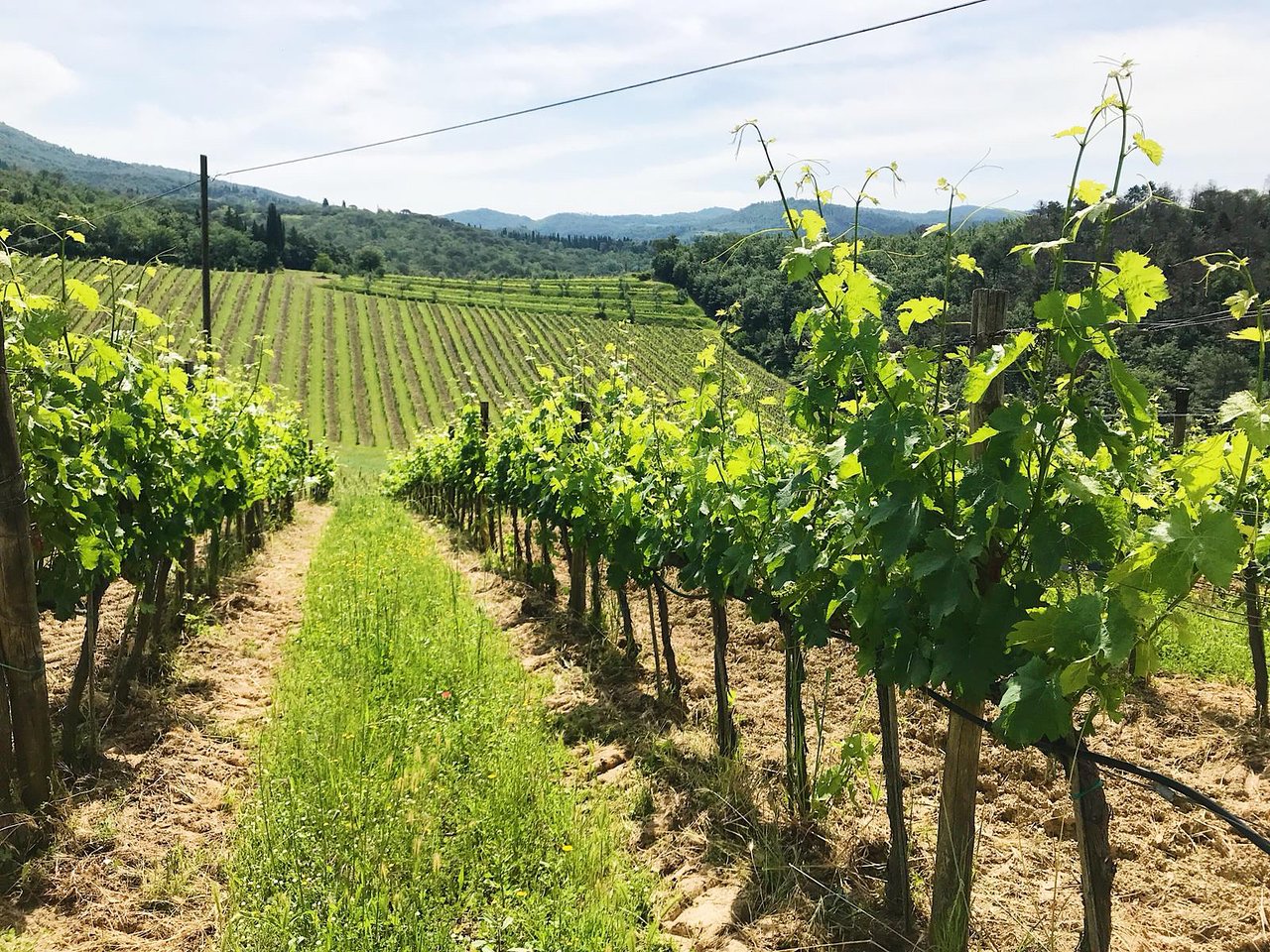 Terreno Ristorante, Greve in Chianti