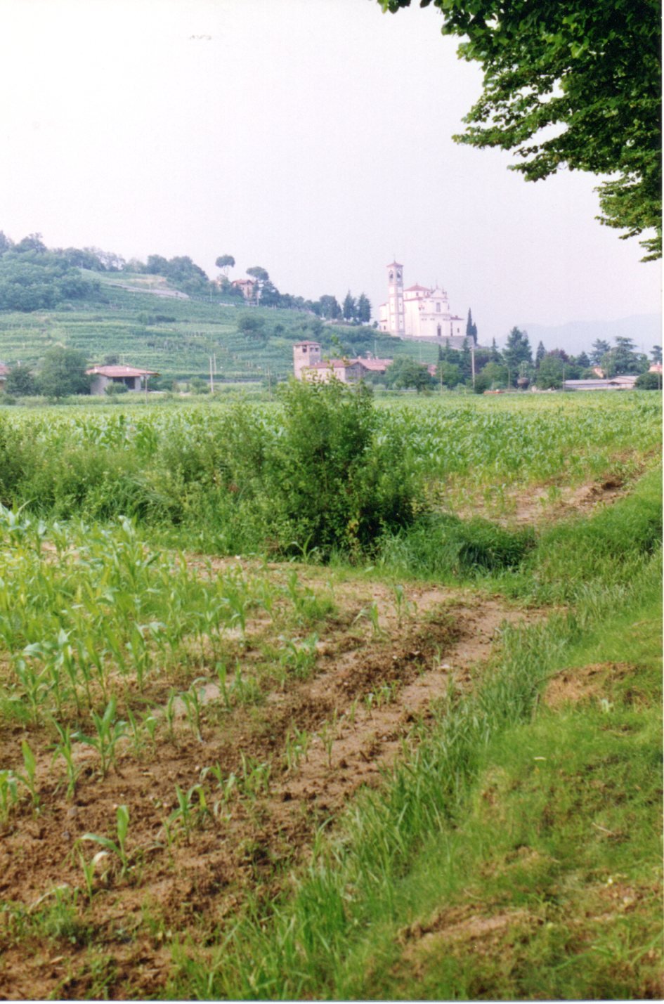 E’ Arrivato Paolino, Mapello