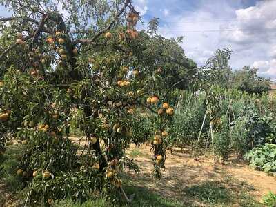 Azienda Agricola La Querce, Firenze