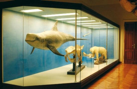Museo di Zoologia