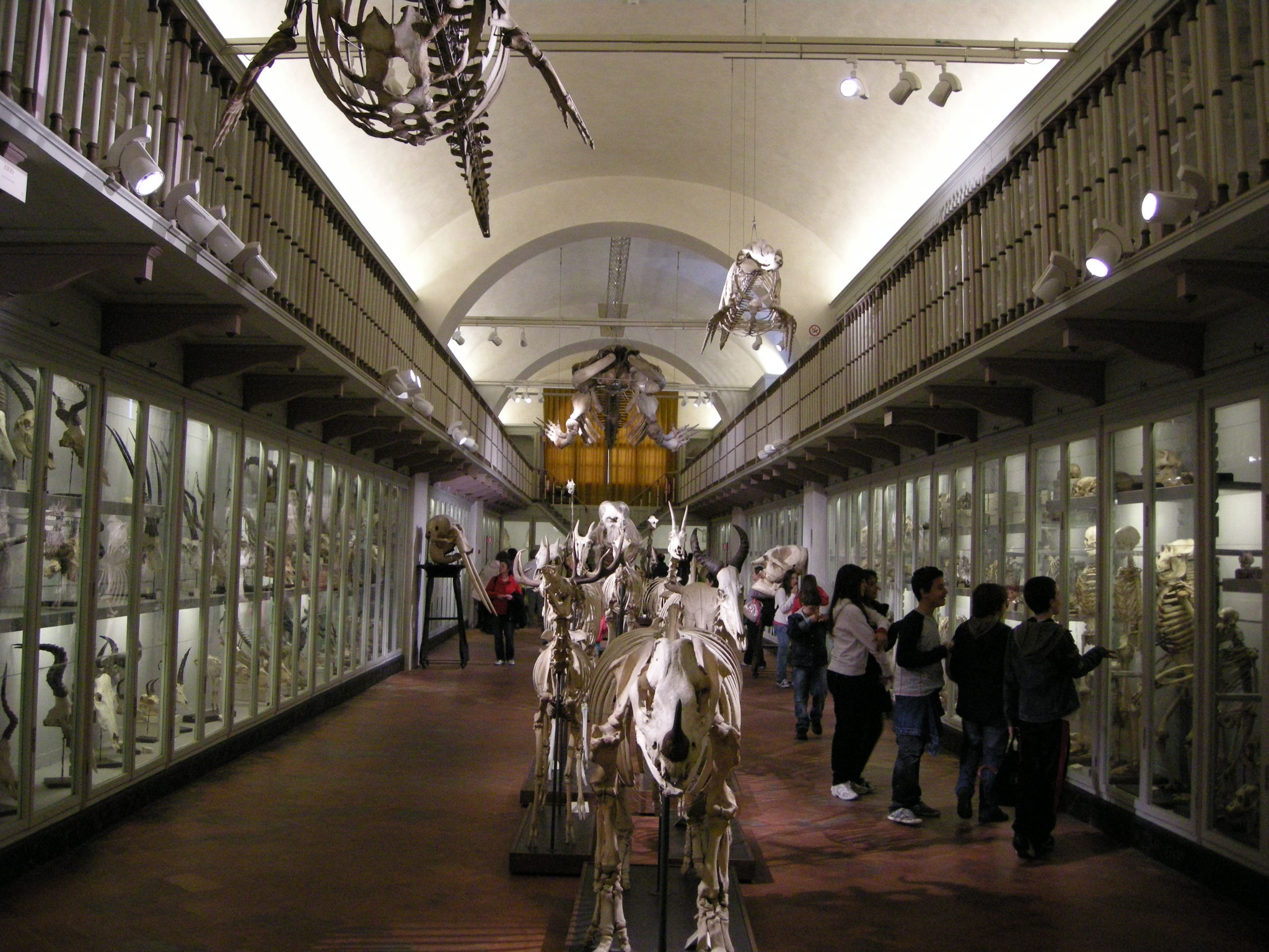Museo di Storia Naturale - La Specola