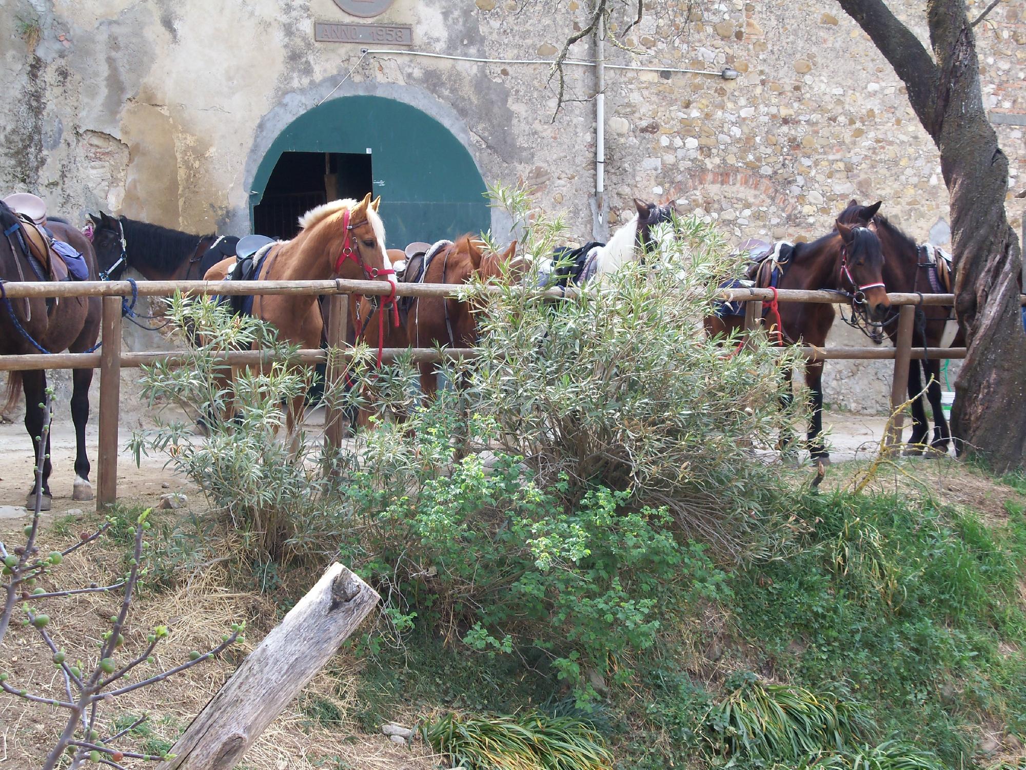 Horses and Vineyards