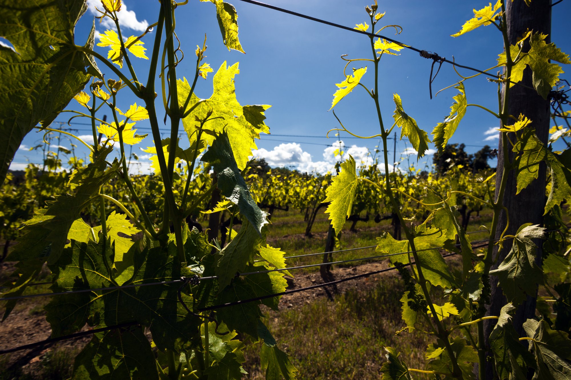 Azienda Agricola Patrizia Cencioni Solaria