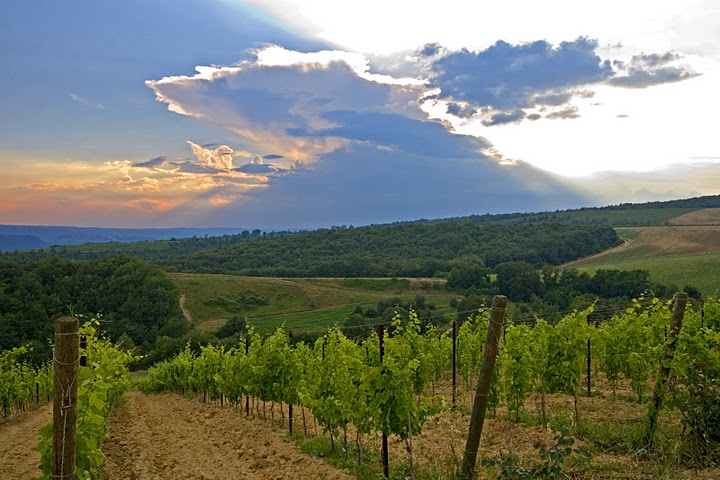 Decugnano dei Barbi