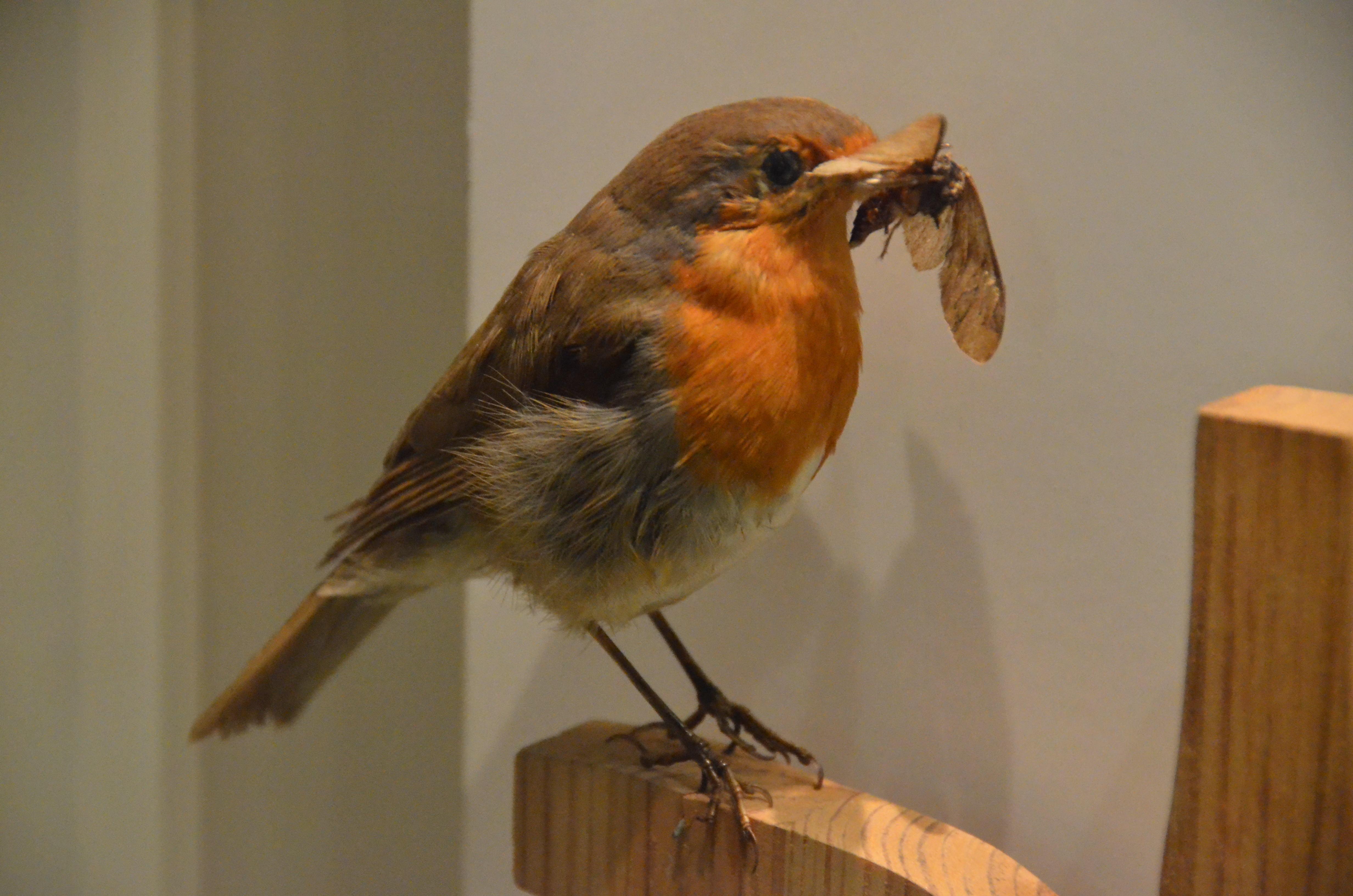 Museo di Storia Naturale Faraggiana Ferrandi