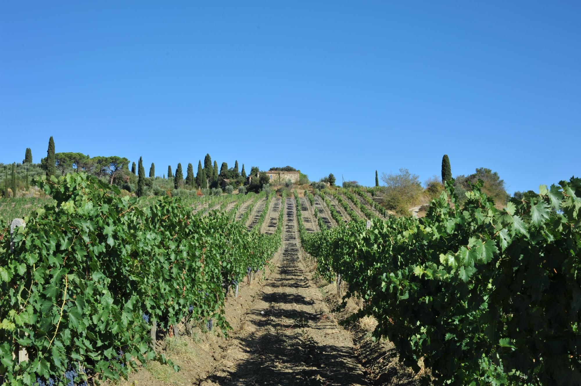 Tenuta Fanti