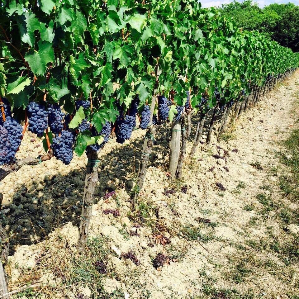 Tuscan Wine Somm