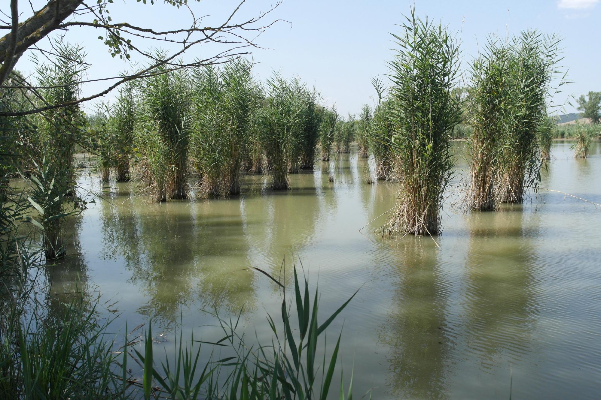 Riserva Naturale Lago di Montepulciano