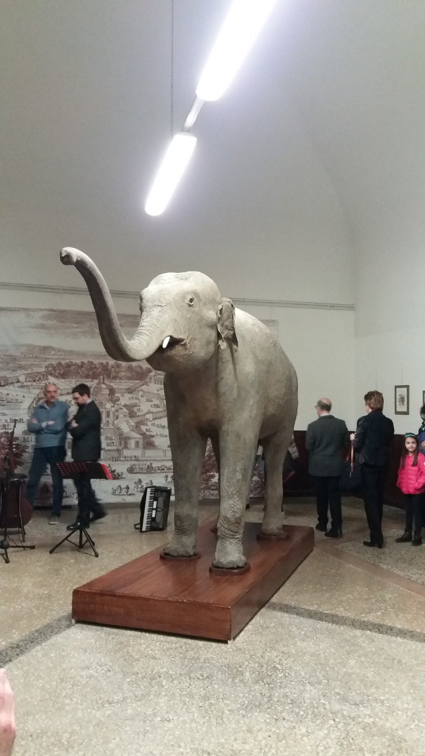 Museo di Storia Naturale dell'Università di Pavia