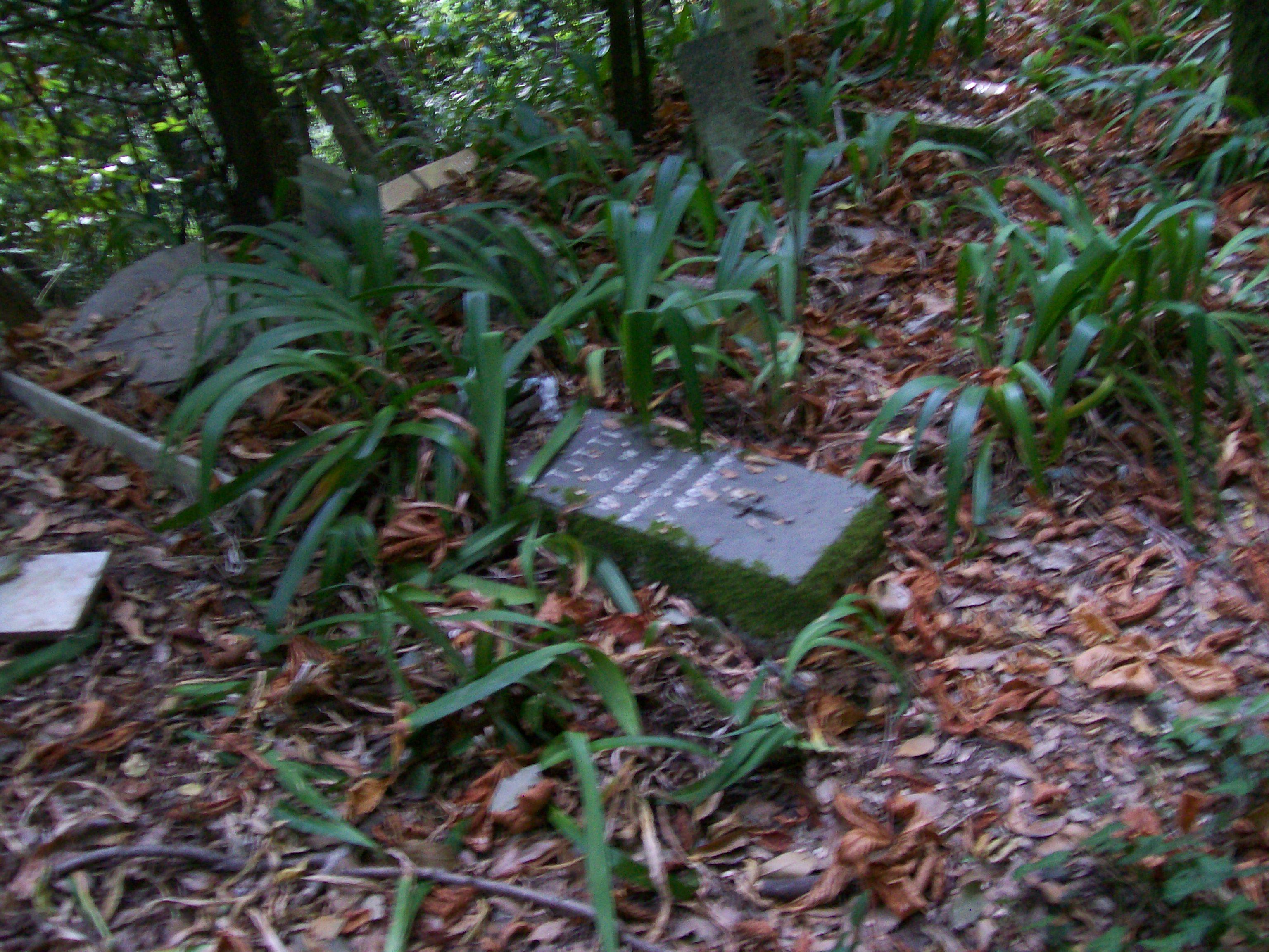 Cimitero dei cani