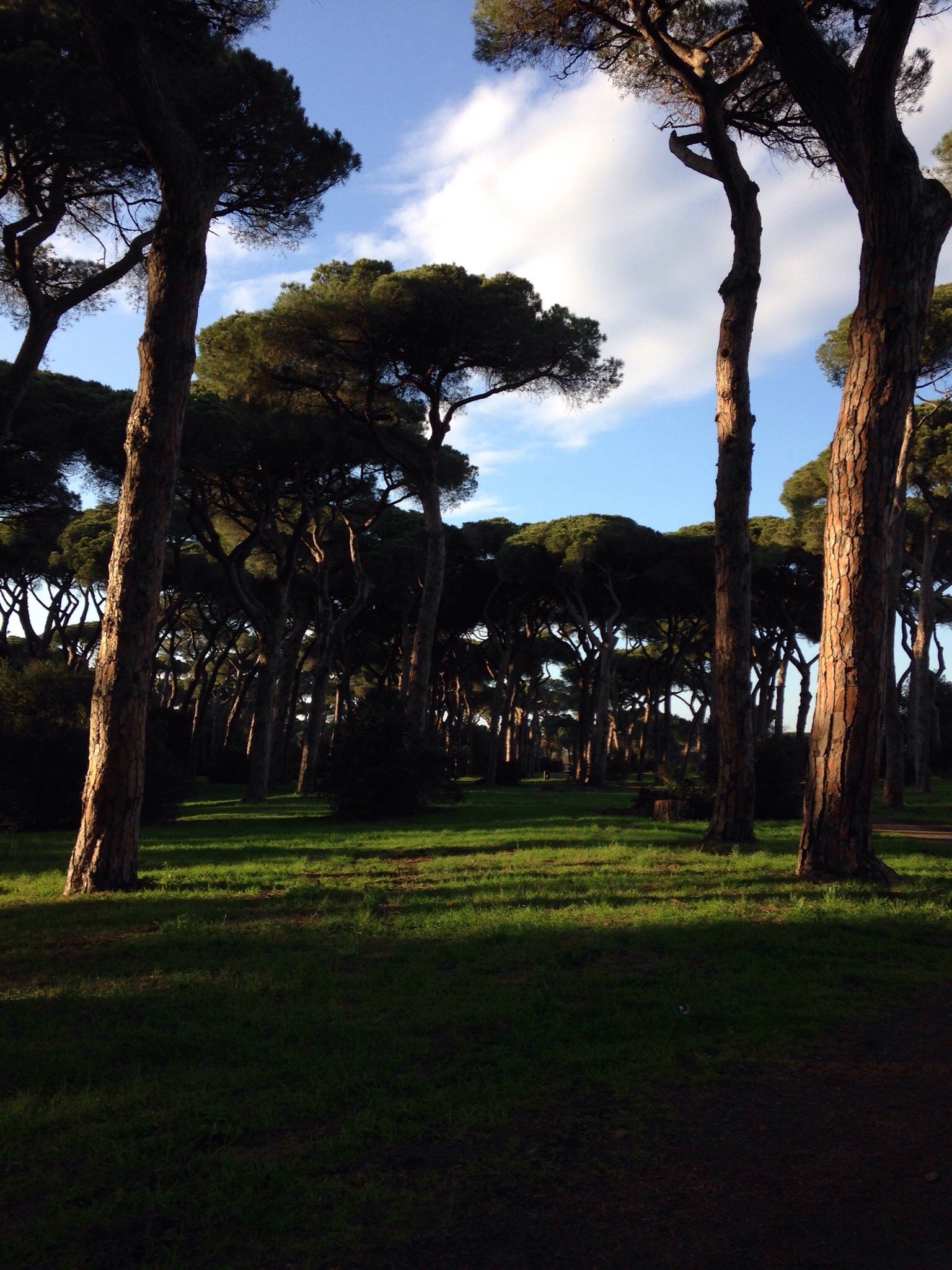 La Pineta di Fregene