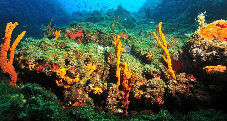 Tropea Diving