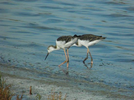 Parco della Salina di Cervia