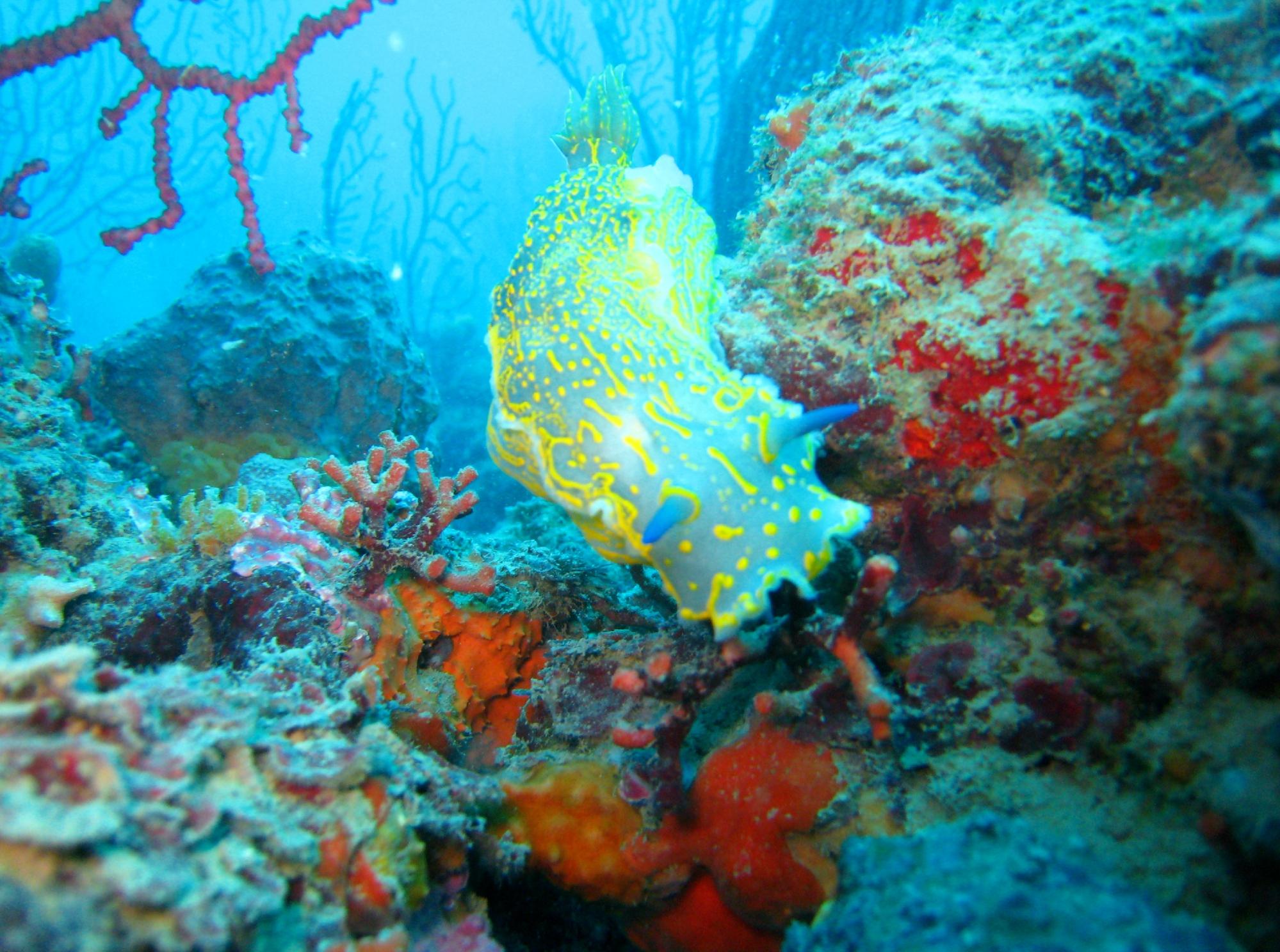 Baratti Diving