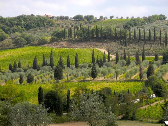 Tuscan Vineyard Tours