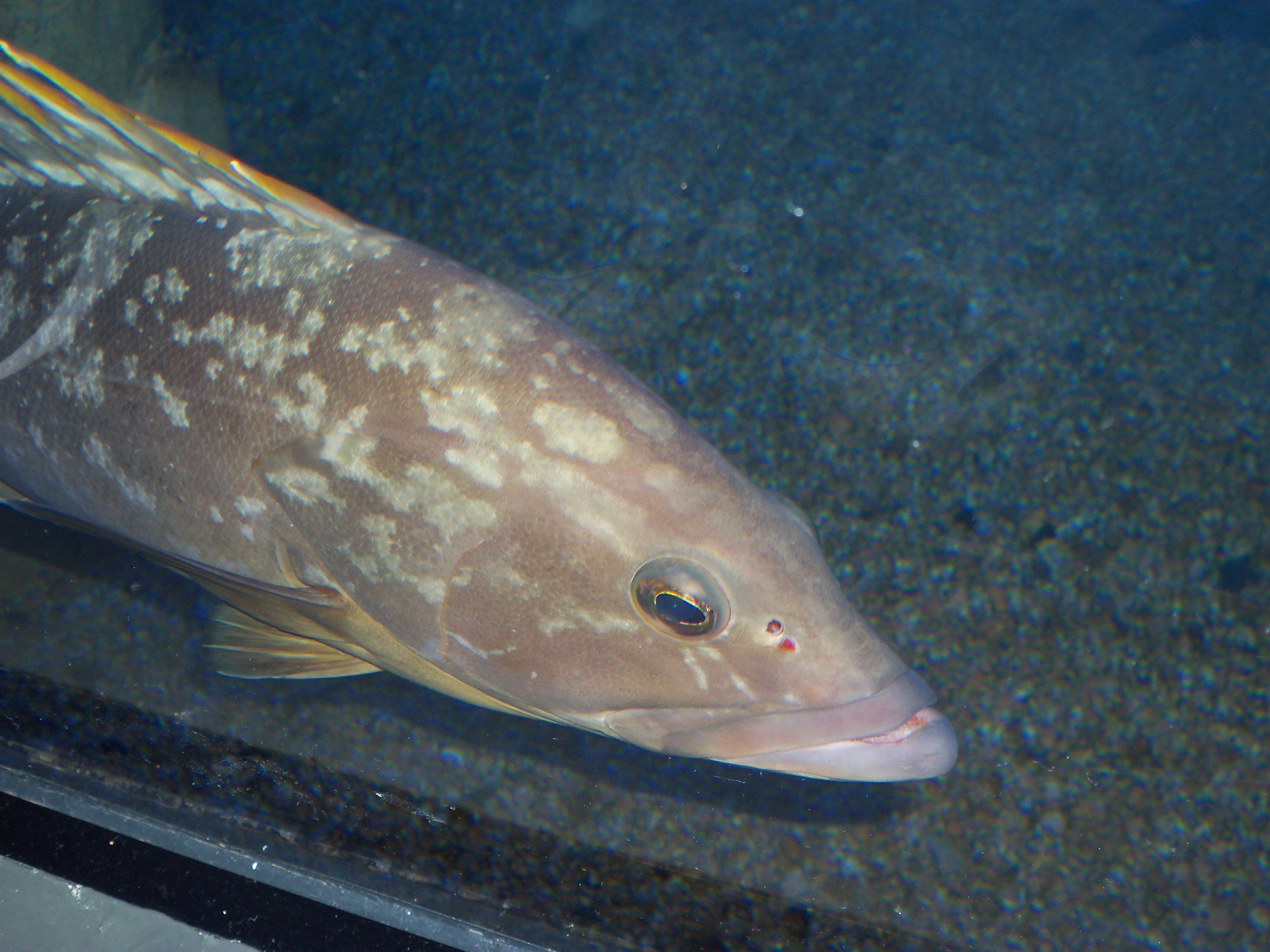 Acquario Cala Gonone