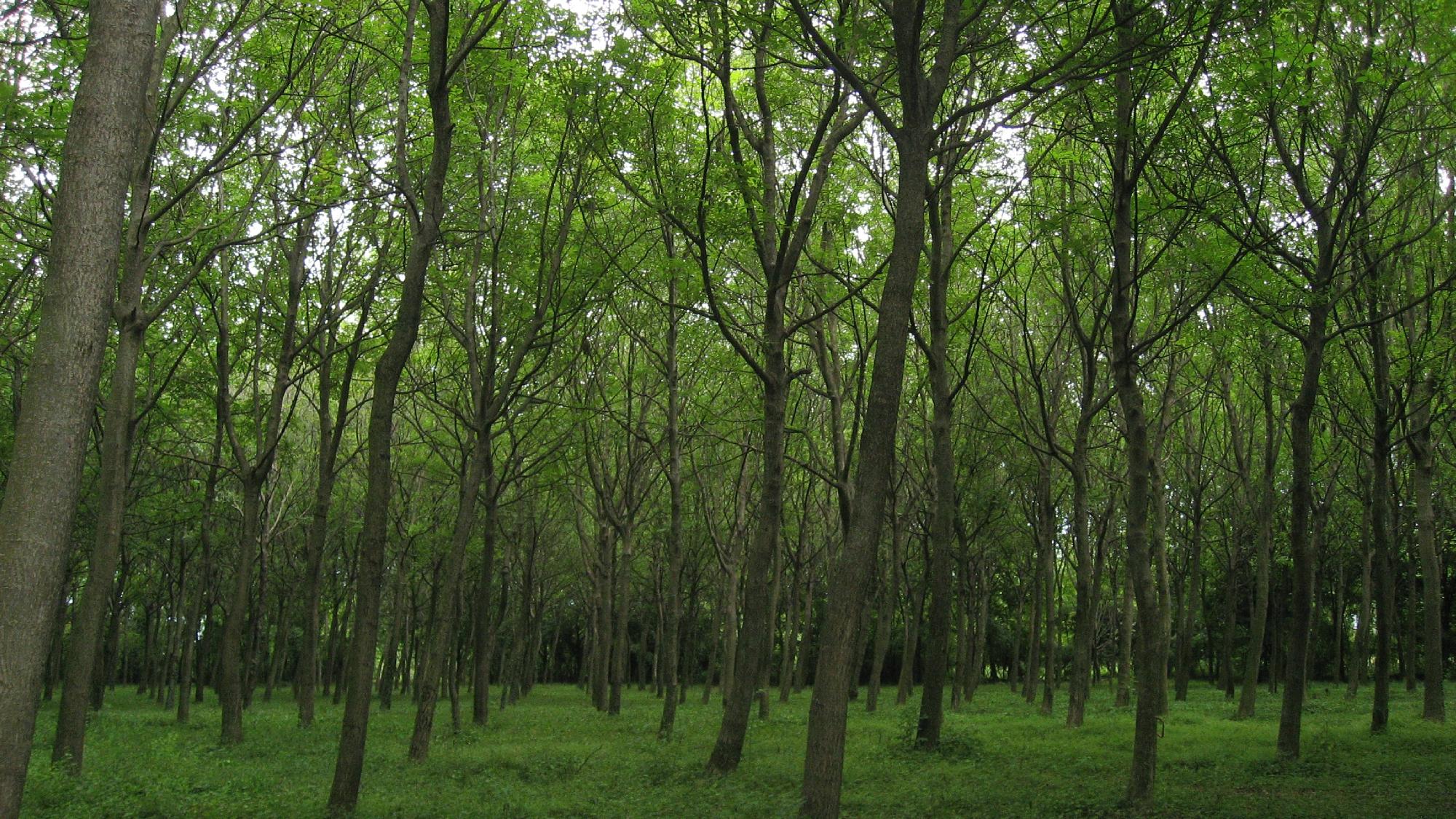 Arboreto didattico e bosco da seme