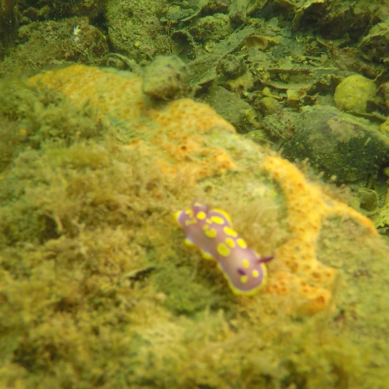 Sistiana Diving