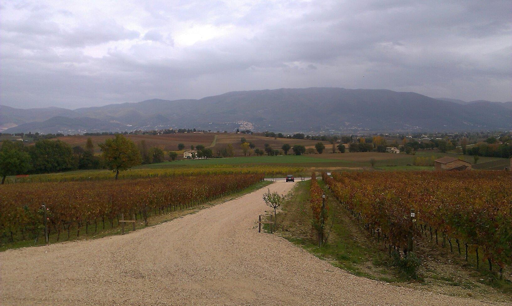 Azienda Vinicola Tabarrini