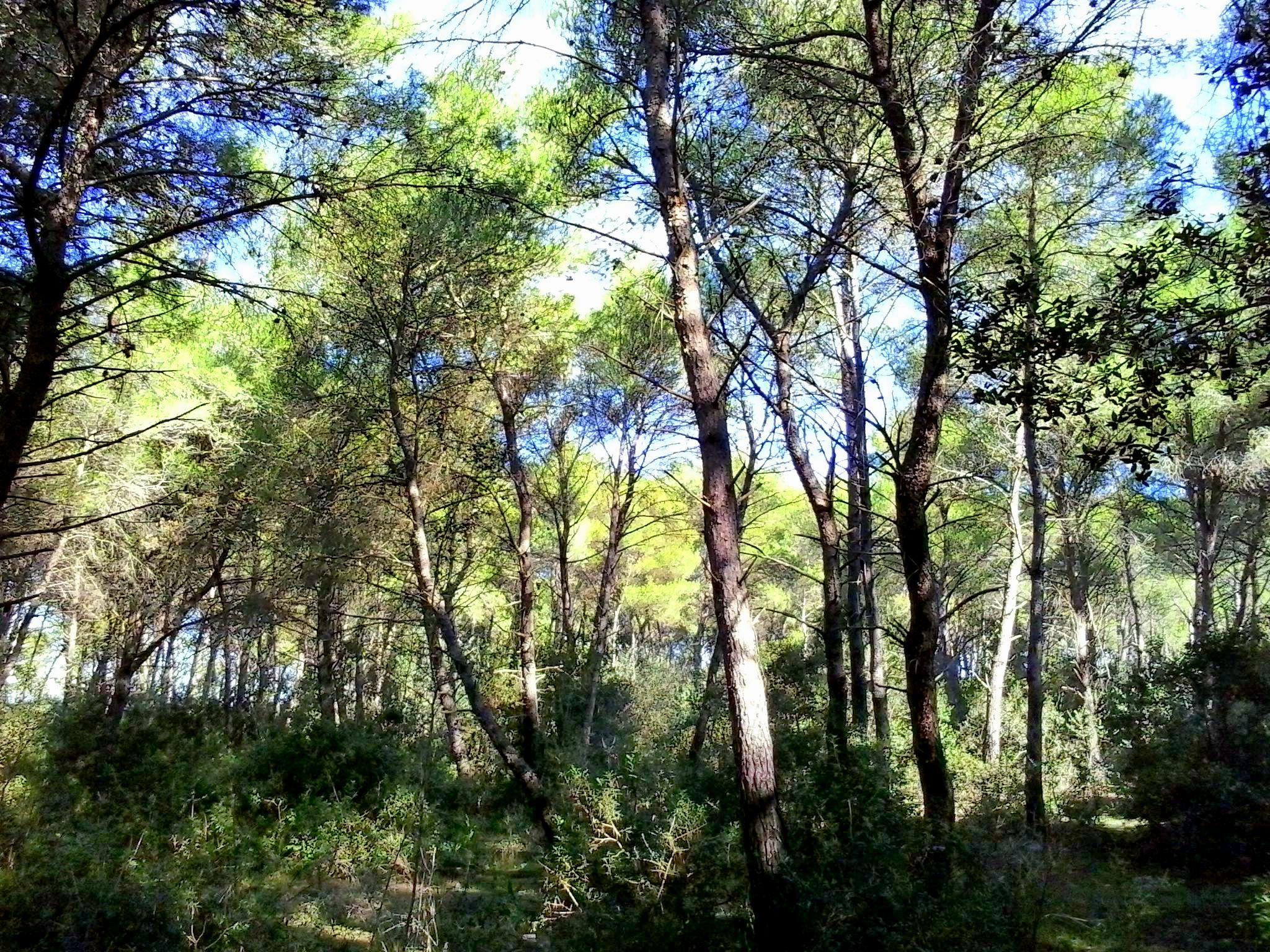 Bosco della Correggia